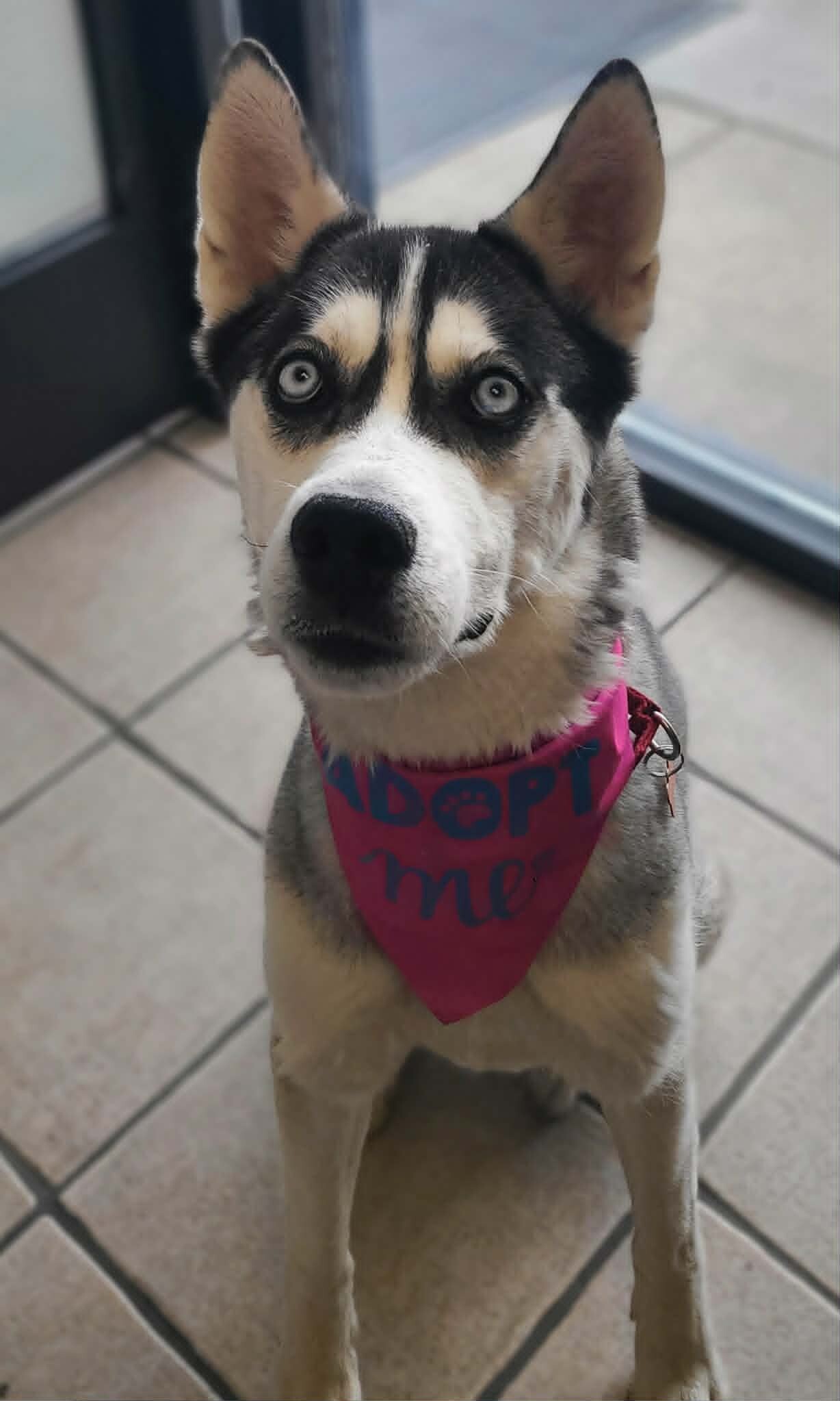 Picture of the Animal Listed